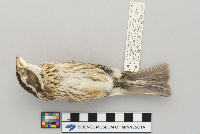 Pheucticus ludovicianus image
