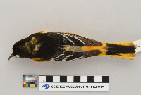 Icterus galbula image