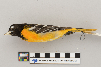 Icterus galbula image