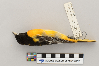 Icterus galbula image