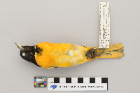 Icterus galbula image