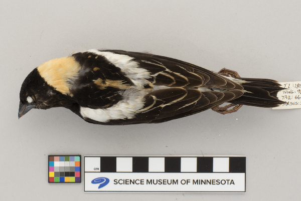 Dolichonyx oryzivorus image