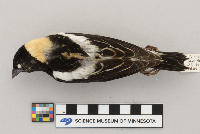 Dolichonyx oryzivorus image