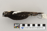 Dolichonyx oryzivorus image
