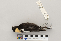Dolichonyx oryzivorus image