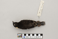 Dolichonyx oryzivorus image