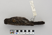 Agelaius phoeniceus image