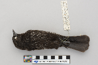 Agelaius phoeniceus image