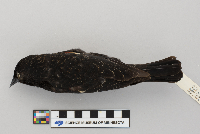 Agelaius phoeniceus image