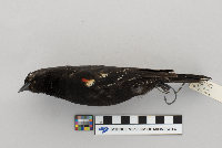 Agelaius phoeniceus image