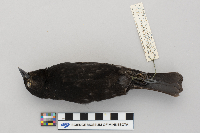 Agelaius phoeniceus image
