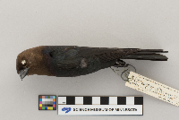 Molothrus ater image