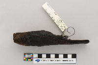 Molothrus ater image