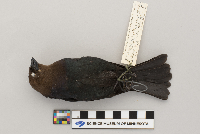 Molothrus ater image