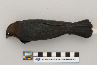 Molothrus ater image