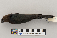 Molothrus ater image