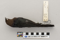 Molothrus ater image