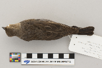 Molothrus ater image