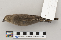 Molothrus ater image