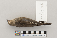 Molothrus ater image