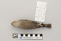 Molothrus ater image