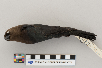 Molothrus ater image