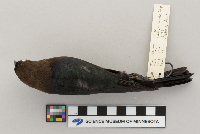 Molothrus ater image