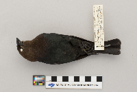 Molothrus ater image