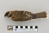 Pheucticus ludovicianus image
