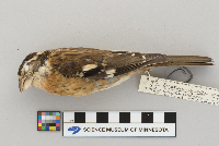 Pheucticus ludovicianus image