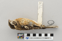 Pheucticus ludovicianus image