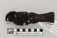 Pheucticus ludovicianus image