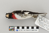Pheucticus ludovicianus image