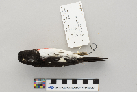 Pheucticus ludovicianus image