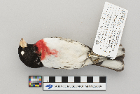 Pheucticus ludovicianus image