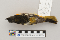 Icterus galbula image