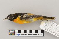 Icterus galbula image