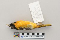 Icterus galbula image