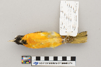 Icterus galbula image