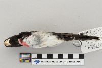 Pheucticus ludovicianus image