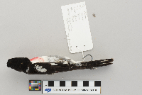 Pheucticus ludovicianus image