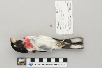 Pheucticus ludovicianus image