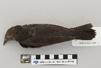 Euphagus cyanocephalus image