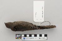 Euphagus cyanocephalus image
