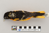 Icterus galbula image