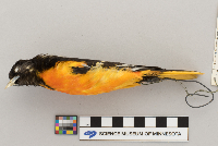 Icterus galbula image