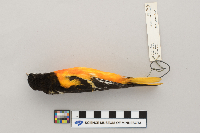Icterus galbula image