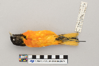 Icterus galbula image