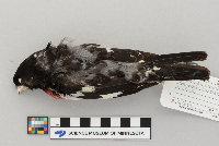 Pheucticus ludovicianus image