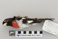 Pheucticus ludovicianus image